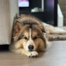 Thewolfanator